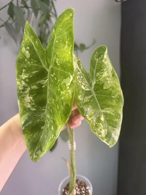 Alocasia Longiloba Albo Mint Corm