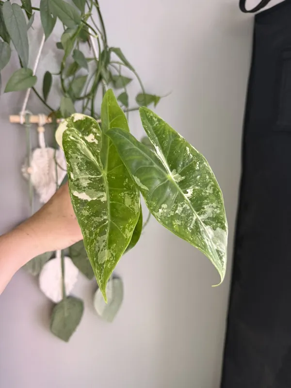Alocasia Longiloba Pink Back Corming