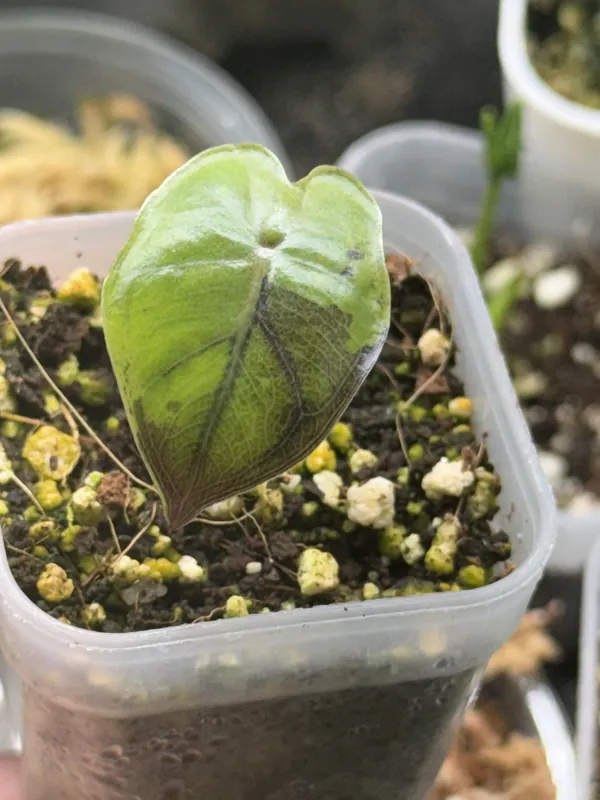 Alocasia Yucatan Queen Black Var
