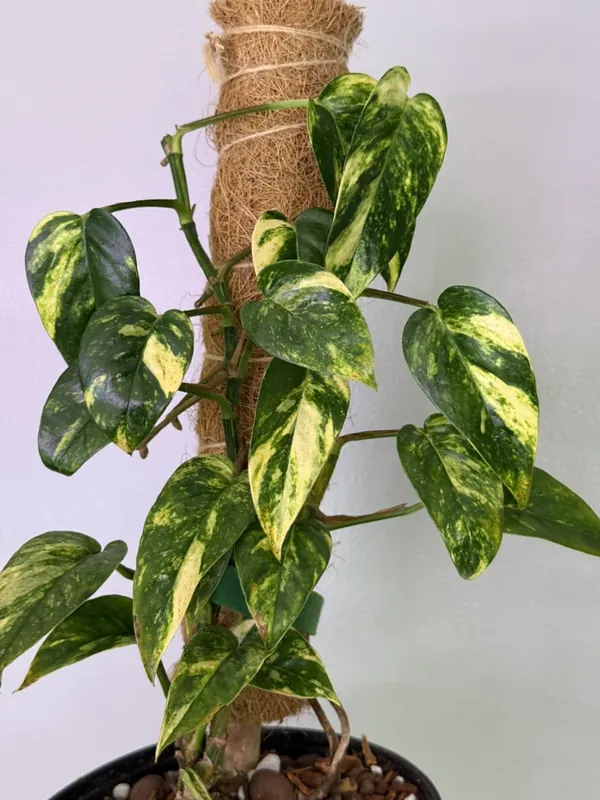 Epipremnum Pinnatum 'Yellow Flame'