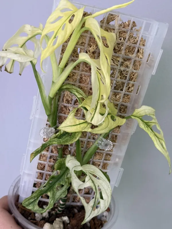 Monstera Adansonii Archipelago Ghost