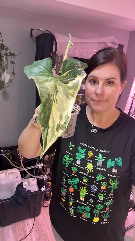 Syngonium Albo